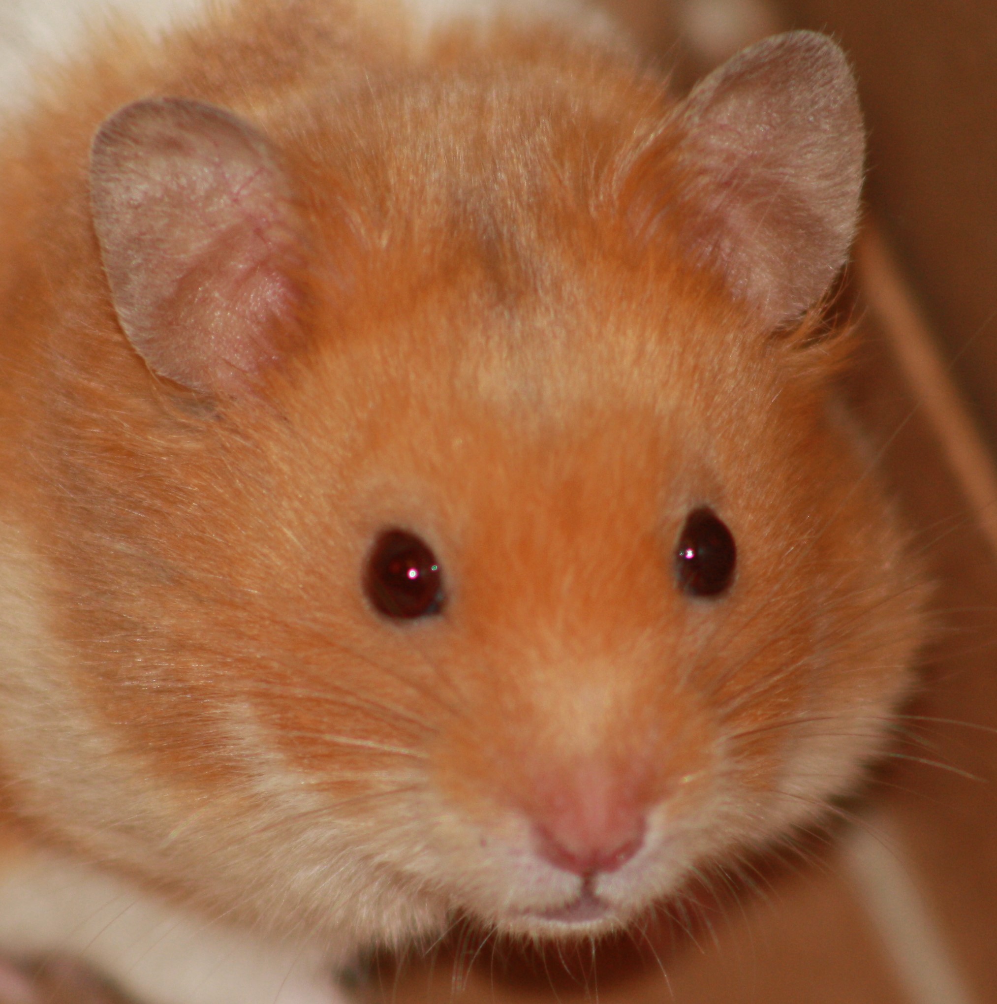 close-up of Milku the hamster