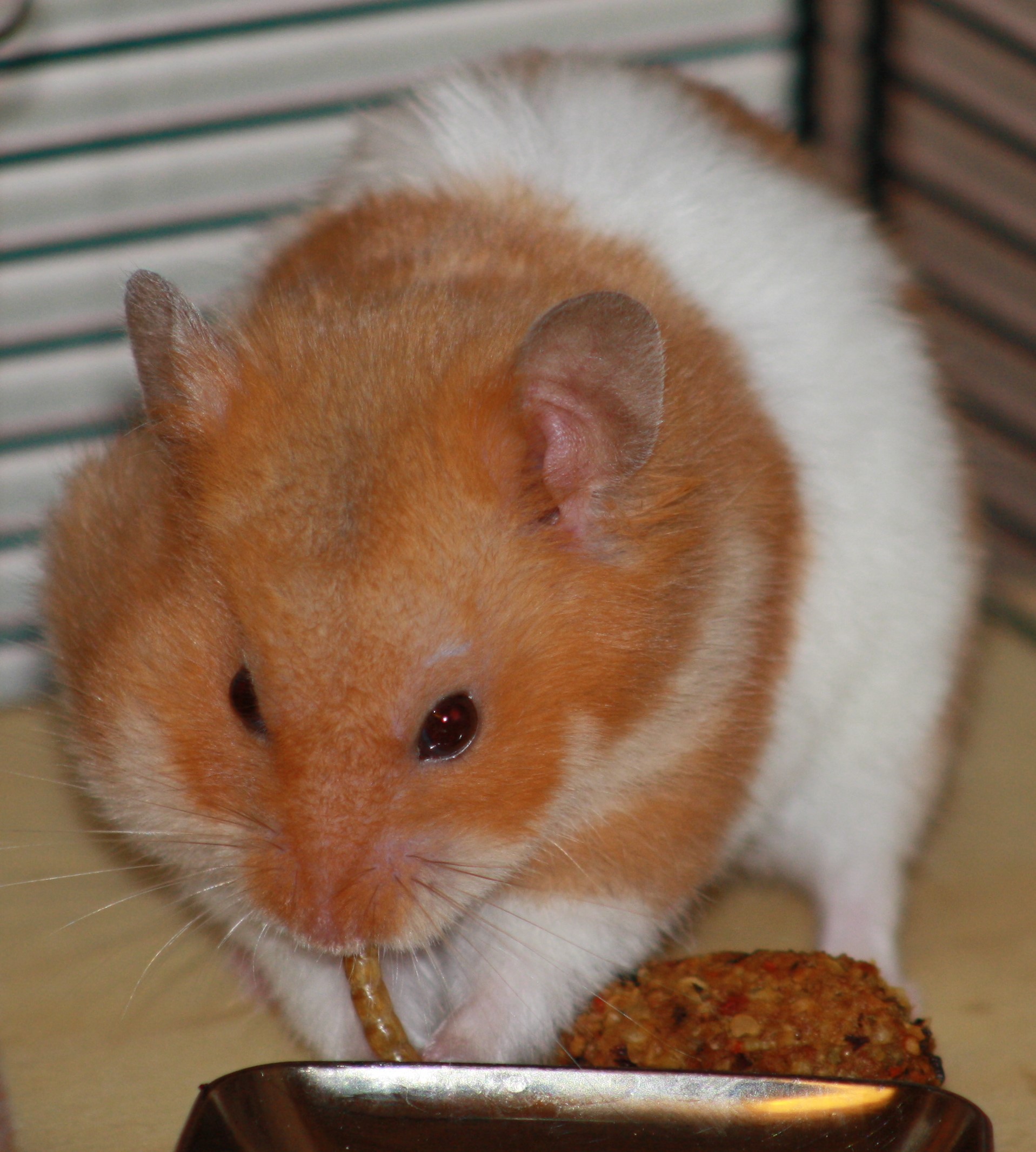 Milku eating a mealworm