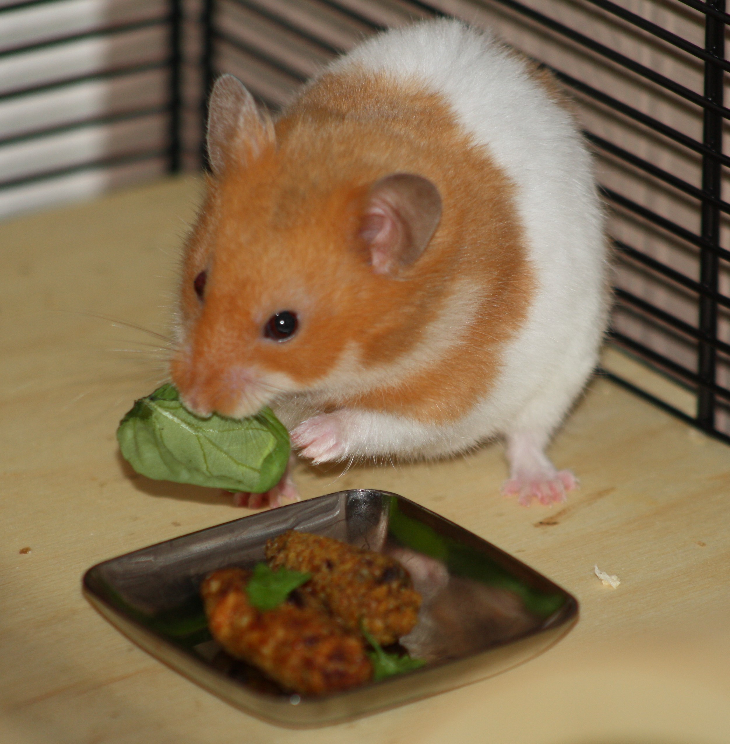 Milku eating