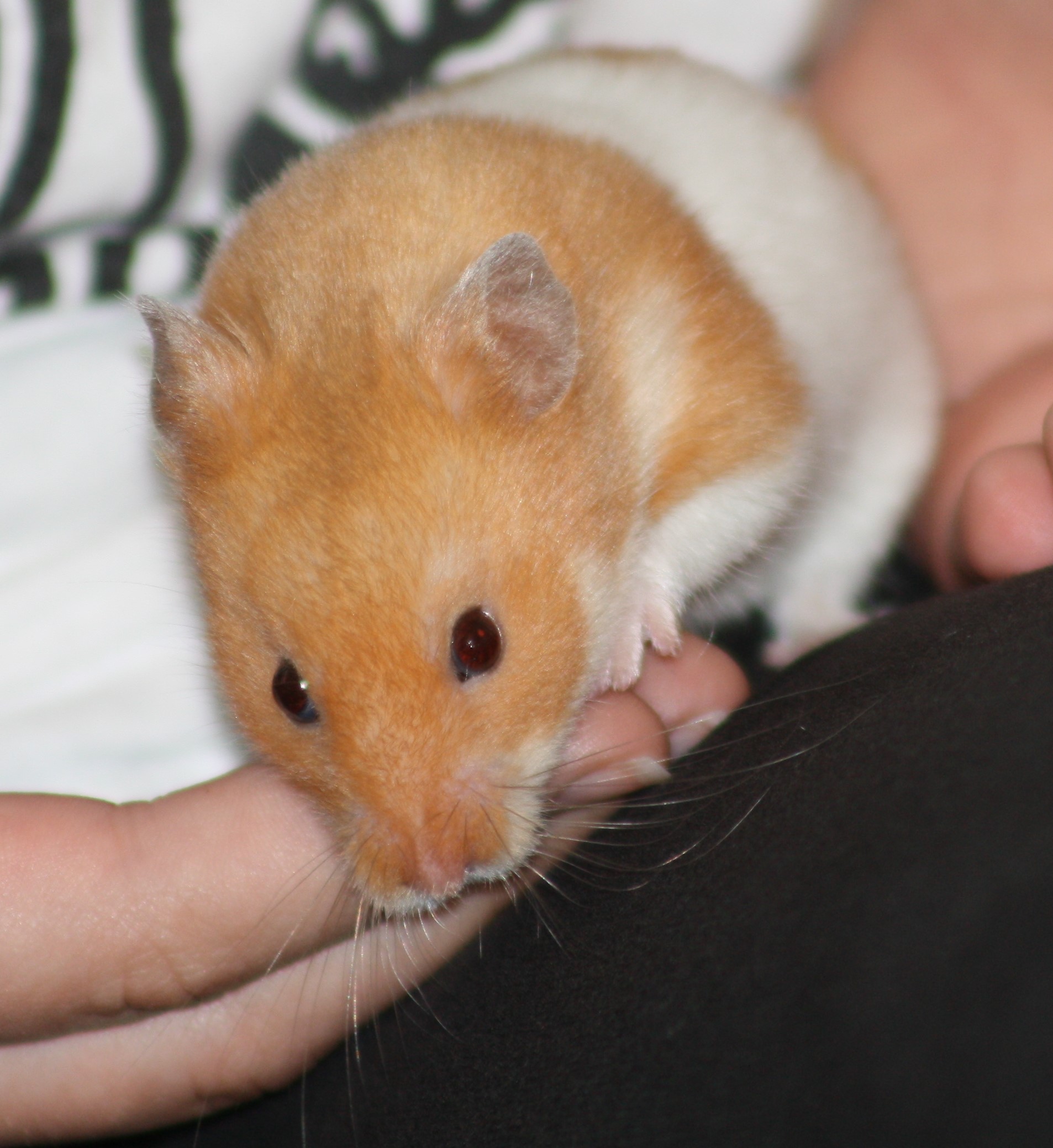 Milku on knee