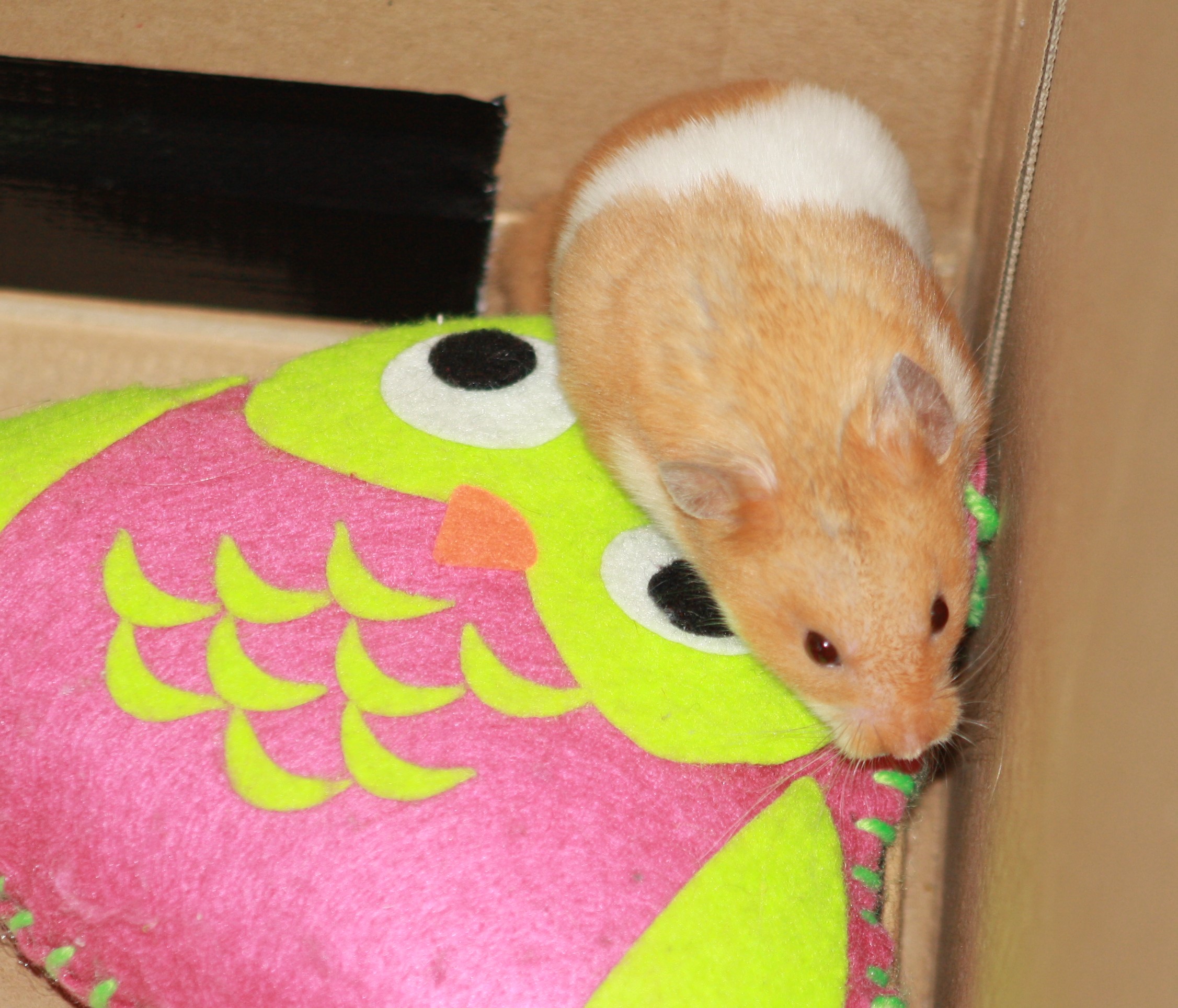 Milku with toy owl