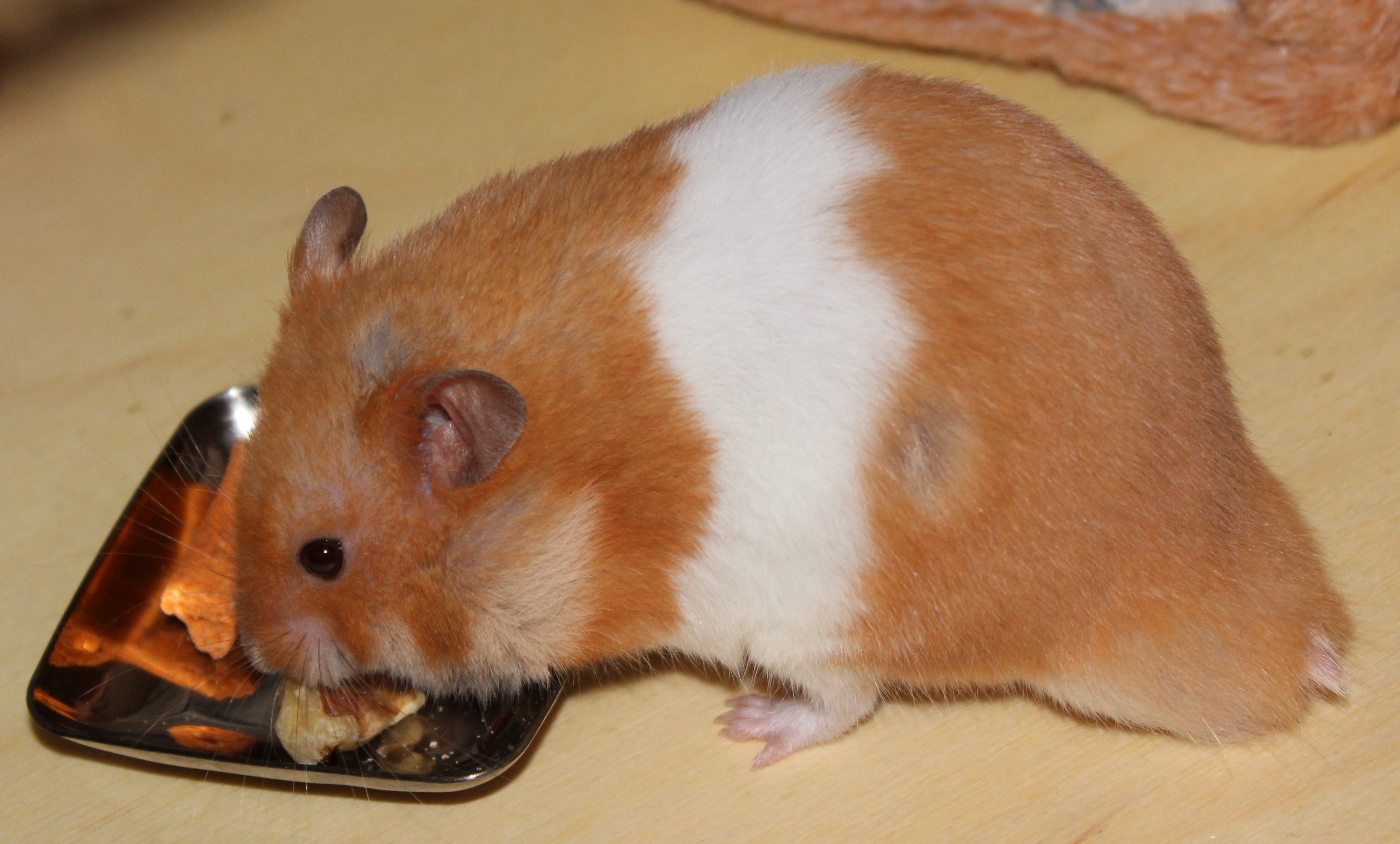 Milku snacking