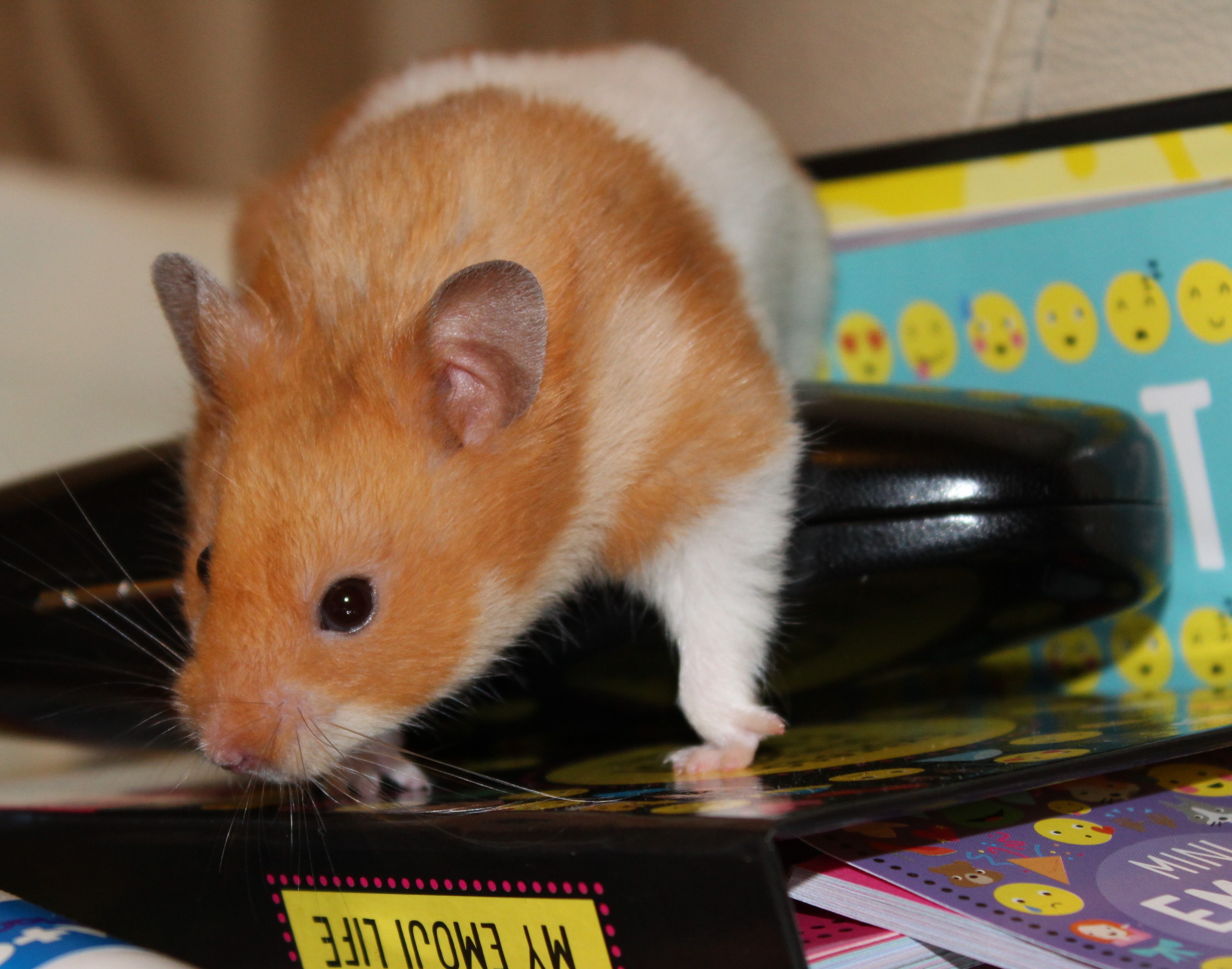 Milku climbing on an emoji book
