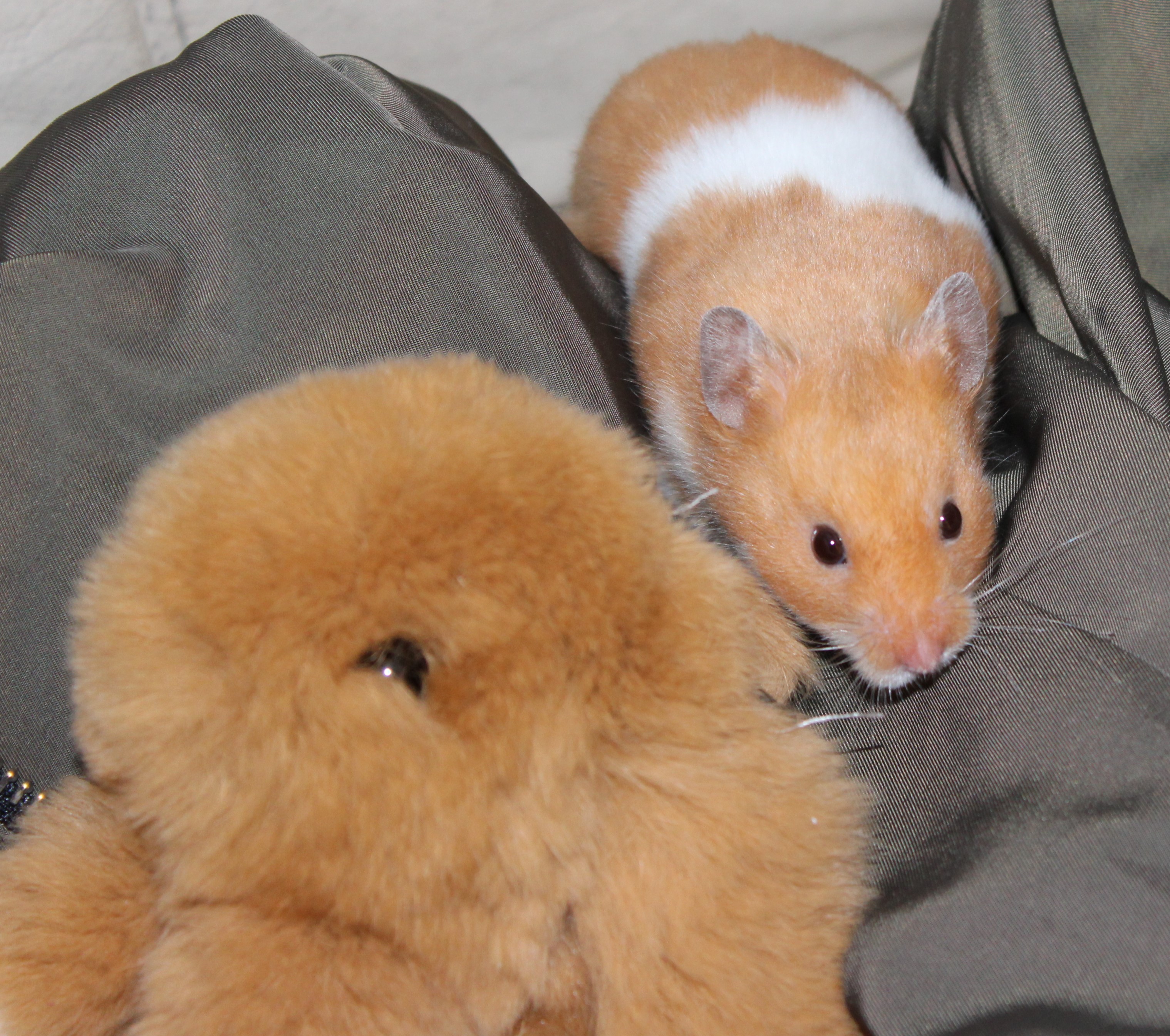 Milku with brown toy rabbit