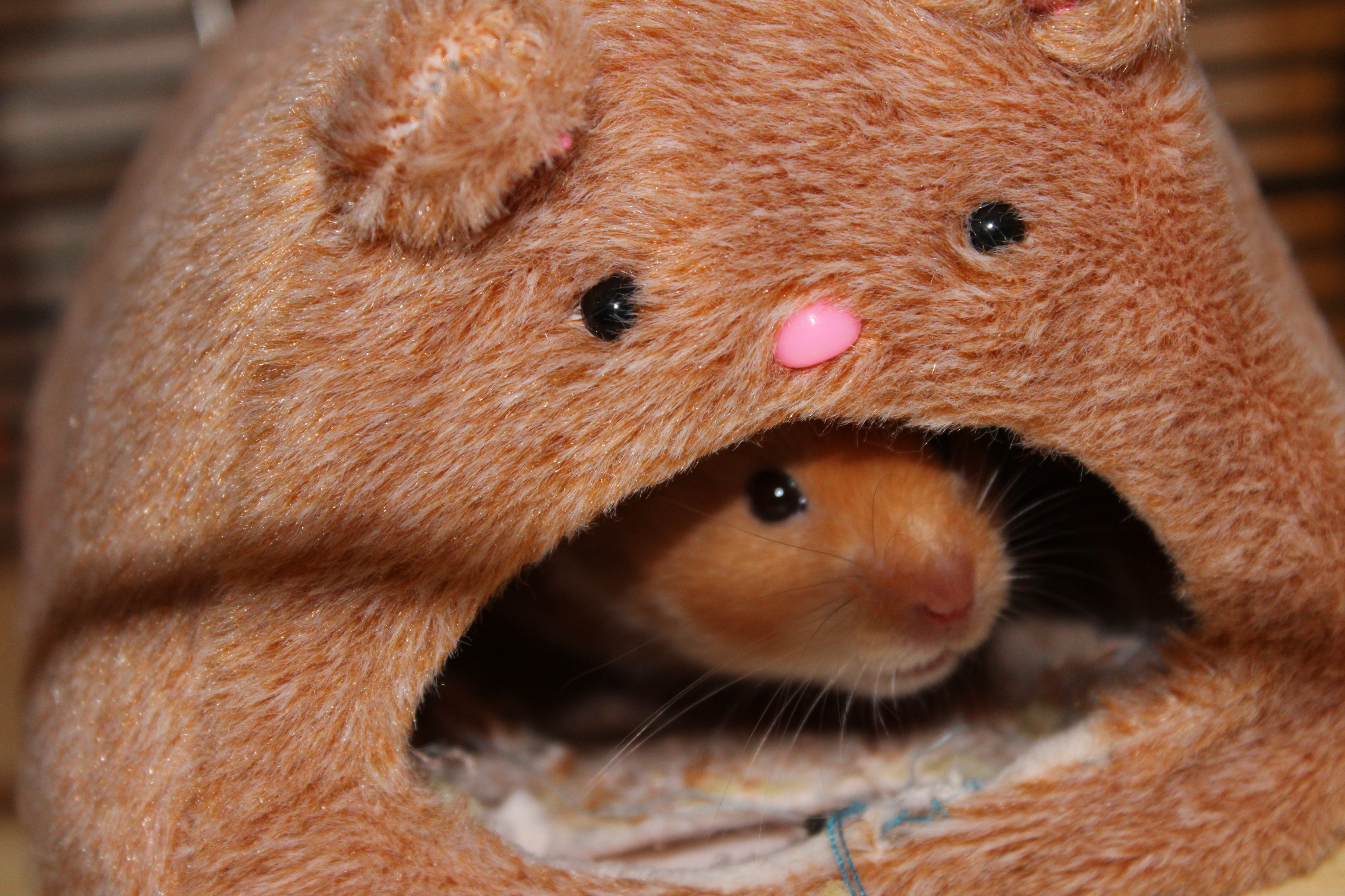 Milku in his den