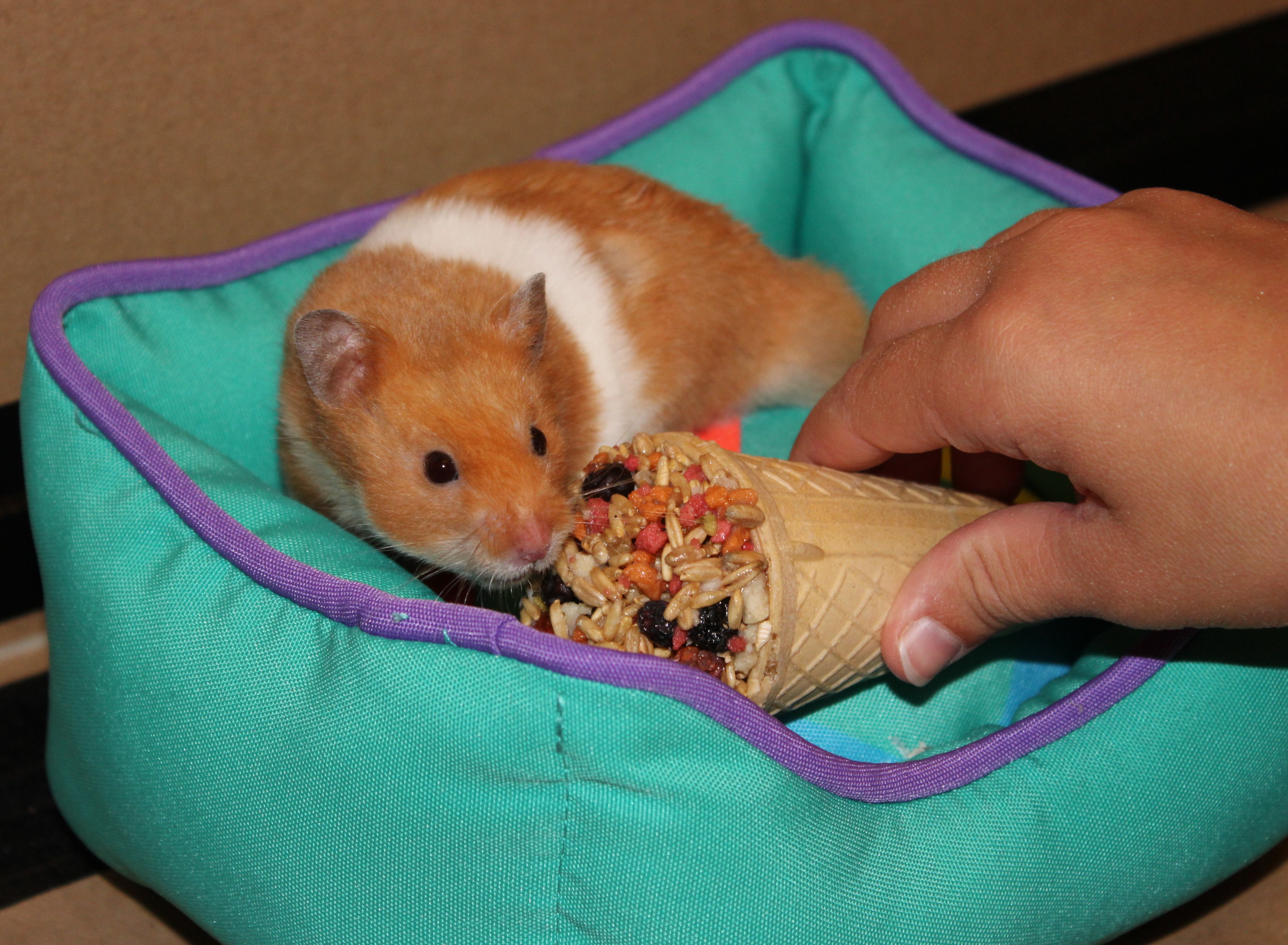 Milku on a mini sofa with an ice cream shaped treat.