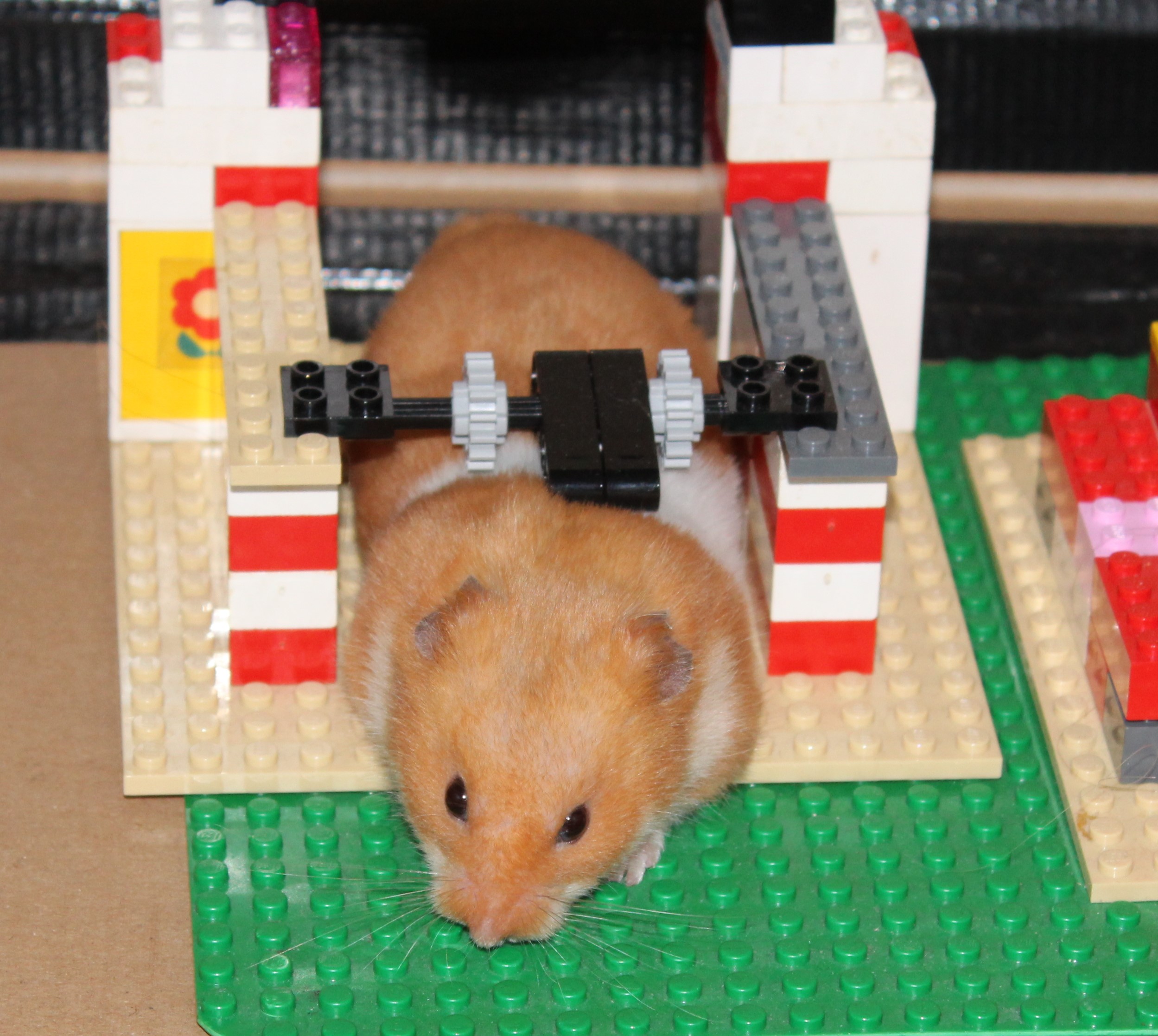 Milku on Lego assault course