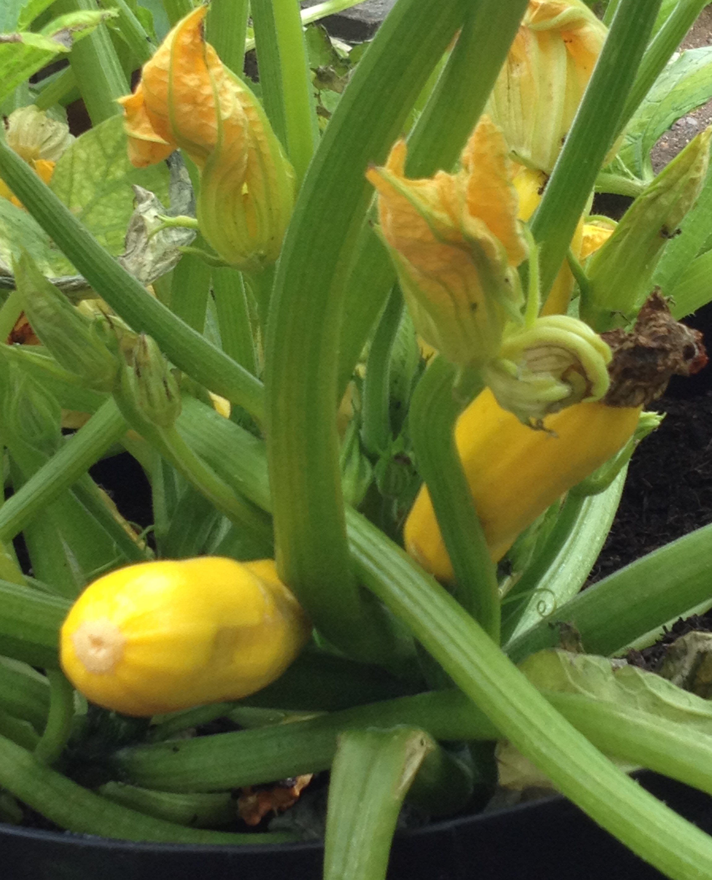 yellow courgettes growing