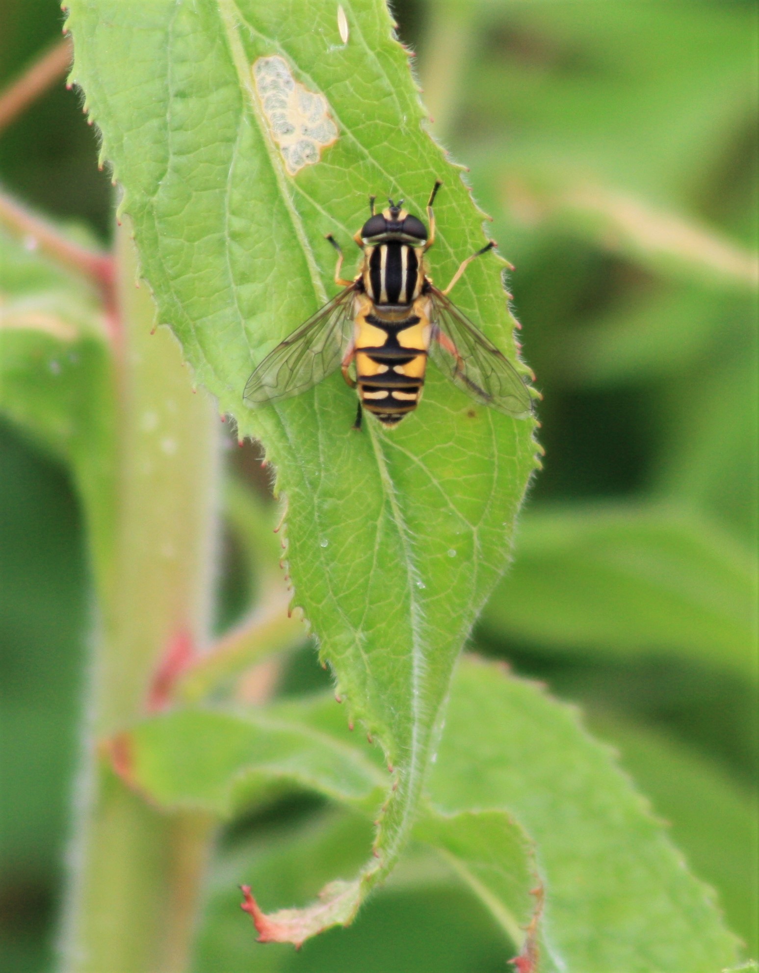 stripy fly