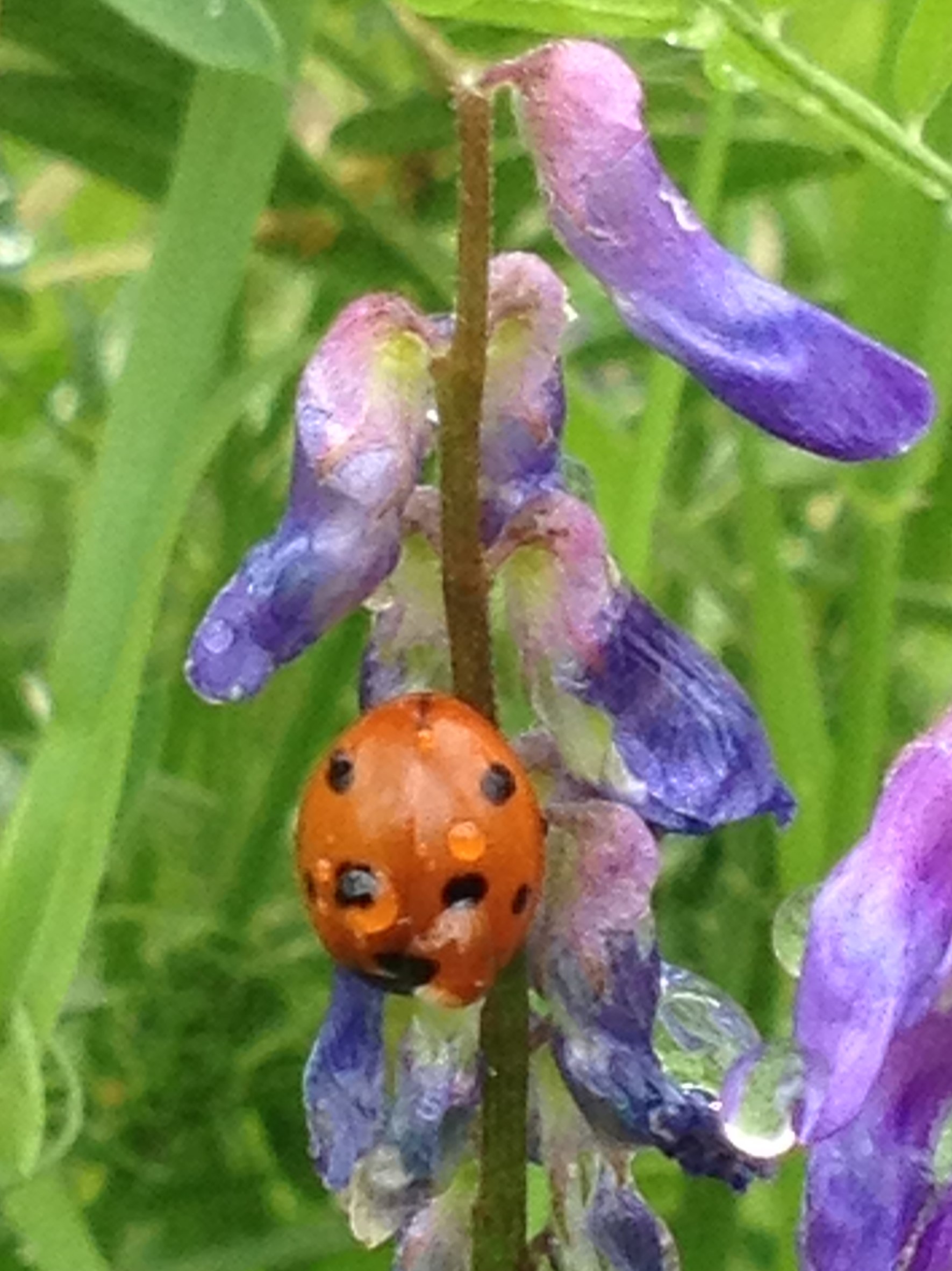 ladybird on flower