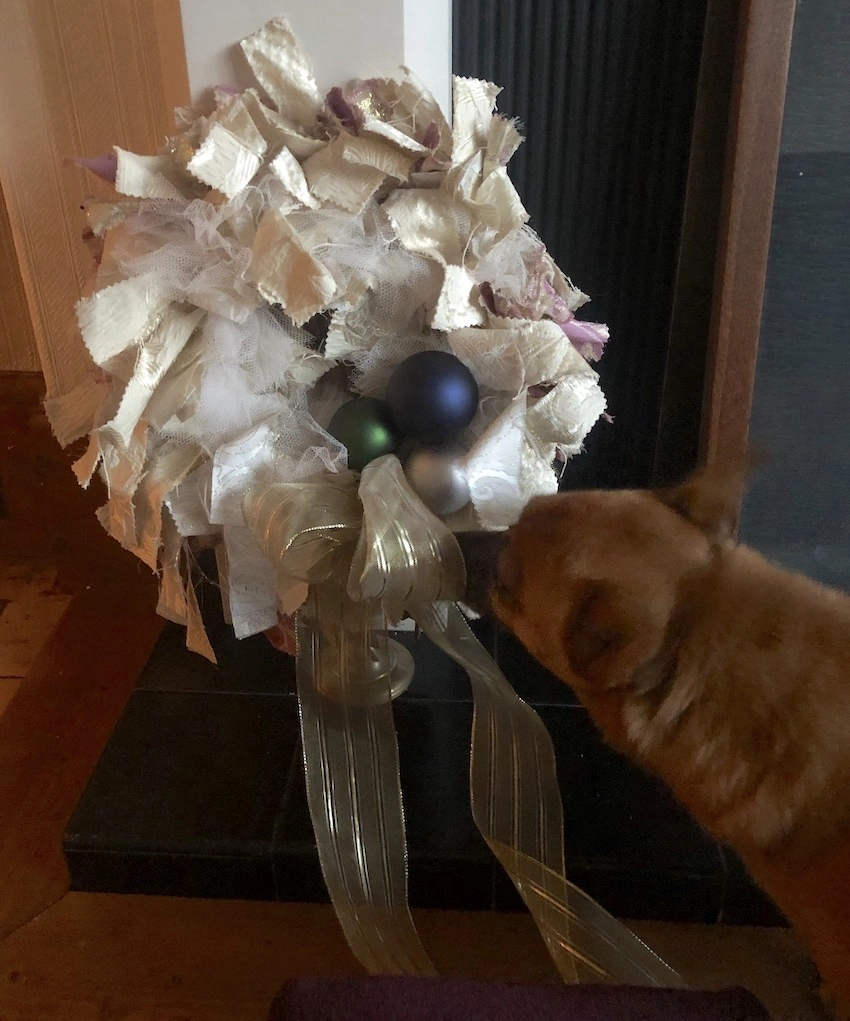 Pale cream coloured rag wreath with an inquisitive brown dog