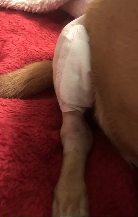 Leg of a tan-coloured dog with a white dressing on the knee