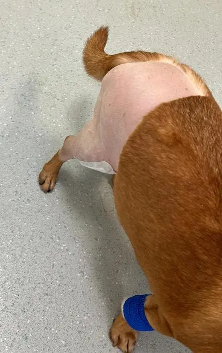 Body, legs and tail of a tan-coloured dog on a grey floor. The dog has a blue bandage on his front paw and a shaved back and rear leg